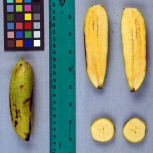 Kokopo Banana Live Plant - Musa acuminata - 4-6 inch Tropical Fruit Tree for Indoor/Outdoor - Image 5