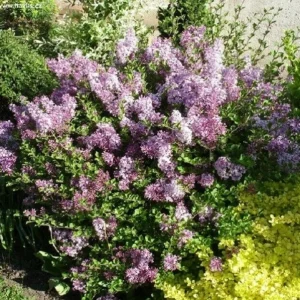 Korean Lilac 'Palibin' Live Plant - Fragrant Dwarf Shrub, 6 Inch Starter - Image 1