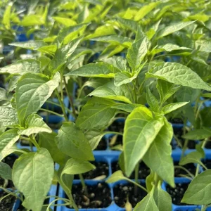 Kung Pao Chili Live Plant - 3 Pack, 75 Days Old, Hot Pepper Plants for Culinary Use - Image 1