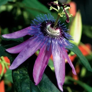 Lady Lavender Passiflora Live Plant – 5-9" Tall Purple Passion Flower Vine, Hardy Zone 6-9, Fast-Growing Climber - Image 2
