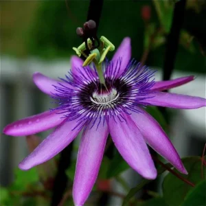 Lady Lavender Passiflora Live Plant – 5-9