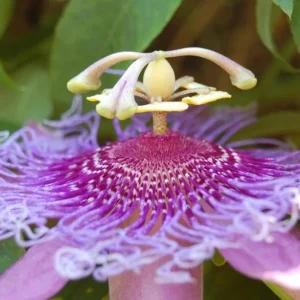 Lady Lavender Passiflora Live Plant – 5-9