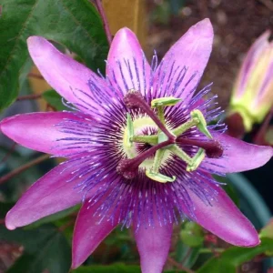 Lady Lavender Passiflora Live Plant – 5-9