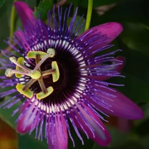 Lady Lavender Passiflora Live Plant – 5-9" Tall Purple Passion Flower Vine, Hardy Zone 6-9, Fast-Growing Climber - Image 1