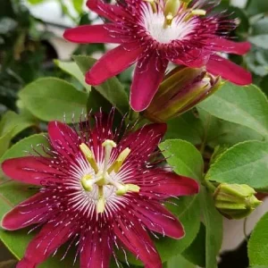 Lady Margaret Passion Flower Live Plant, 5-9" Tall, Raspberry Red Vine, Hardy Zones 8-11 - Image 2