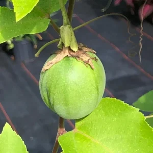 Lady Margaret Passion Flower Live Plant, 5-9