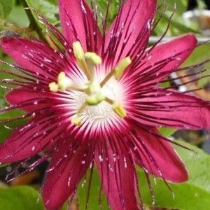 Lady Margaret Passion Flower Live Plant, 5-9