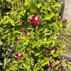 Lady Margaret Passion Flower Live Plant, 5-9