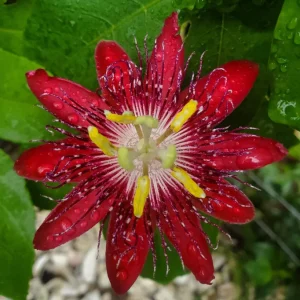 Lady Margaret Passion Flower Live Plant, 5-9" Tall, Raspberry Red Vine, Hardy Zones 8-11 - Image 1