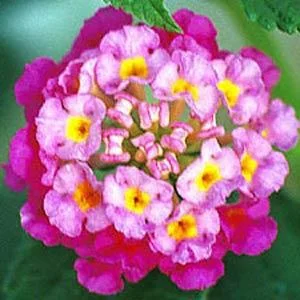 Lantana Athens Rose Live Starter Plant 4-6 Inches Tall Drought-Tolerant Outdoor - Image 2