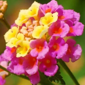 Lantana Athens Rose Live Starter Plant 4-6 Inches Tall Drought-Tolerant Outdoor - Image 3