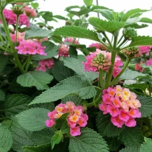 Lantana Athens Rose Live Starter Plant 4-6 Inches Tall Drought-Tolerant Outdoor - Image 4