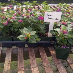 Lantana Athens Rose Live Starter Plant 4-6 Inches Tall Drought-Tolerant Outdoor - Image 5