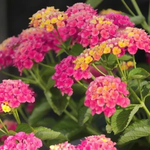 Lantana Athens Rose Live Starter Plant 4-6 Inches Tall Drought-Tolerant Outdoor - Image 6