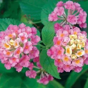 Lantana Athens Rose Live Starter Plant 4-6 Inches Tall Drought-Tolerant Outdoor - Image 1