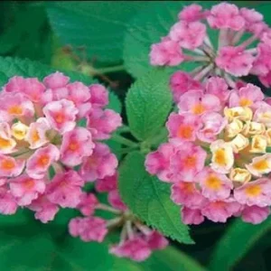 Lantana Athens Rose Live Starter Plant 4-6 Inches Tall Drought-Tolerant Outdoor - Image 7