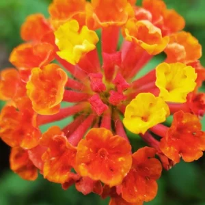 Lantana Bright Orange Live Plant - 4-6 Inches Tall, Attracts Butterflies, Drought-Tolerant - Image 3