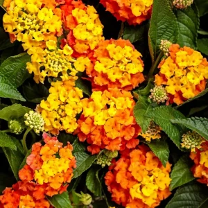 Lantana Bright Orange Live Plant - 4-6 Inches Tall, Attracts Butterflies, Drought-Tolerant - Image 4