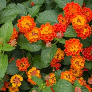 Lantana Bright Orange Live Plant - 4-6 Inches Tall, Attracts Butterflies, Drought-Tolerant - Image 5