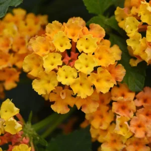 Lantana Bright Orange Live Plant - 4-6 Inches Tall, Attracts Butterflies, Drought-Tolerant - Image 6