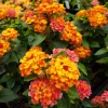 Lantana Bright Orange Live Plant - 4-6 Inches Tall, Attracts Butterflies, Drought-Tolerant - Image 1