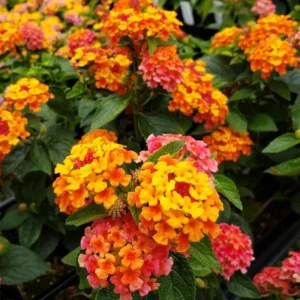 Lantana Bright Orange Live Plant - 4-6 Inches Tall, Attracts Butterflies, Drought-Tolerant - Image 1