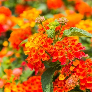 Lantana Bright Orange Live Starter Plant - 4-6 Inches Tall, Attracts Butterflies - Image 2