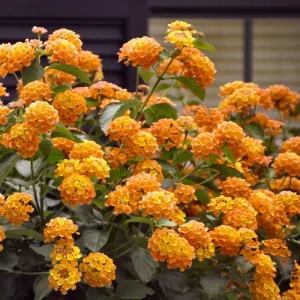 Lantana Bright Orange Live Starter Plant - 4-6 Inches Tall, Attracts Butterflies - Image 7