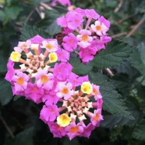 Lantana 'Carlos' Live Starter Plants - Golden Yellow to Red Blooms - Pack of 3 (4-6 inch tall) - Image 2