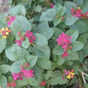 Lantana 'Carlos' Live Starter Plants - Golden Yellow to Red Blooms - Pack of 3 (4-6 inch tall) - Image 3