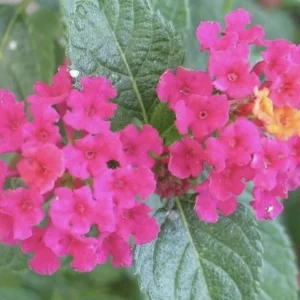 Lantana 'Carlos' Live Starter Plants - Golden Yellow to Red Blooms - Pack of 3 (4-6 inch tall) - Image 1