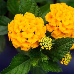 Lantana 'Chapel Hill Gold' Live Plant – 4-6 Inch Tall Starter, Pollinator-Friendly - Image 1