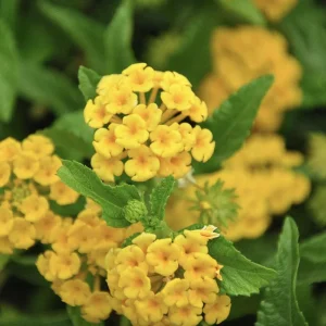 Lantana 'Chapel Hill Gold' Live Plant – 4-6 Inch Tall Starter, Pollinator-Friendly - Image 2