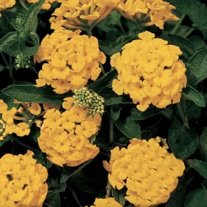 Lantana 'Chapel Hill Gold' Live Plant – 4-6 Inch Tall Starter, Pollinator-Friendly - Image 3