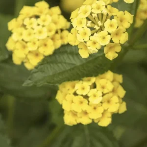 Lantana 'Chapel Hill Gold' Live Plant – 4-6 Inch Tall Starter, Pollinator-Friendly - Image 5