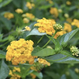 Lantana 'Chapel Hill Gold' Live Plant – 4-6 Inch Tall Starter, Pollinator-Friendly - Image 6