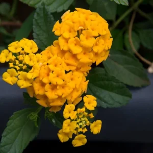 Lantana Chapel Hill Gold Live Plant 4-6 Inches Tall Gold Flowers Outdoor - Image 4
