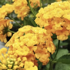 Lantana Chapel Hill Yellow Live Plant Starter 4-6 Inches Tall Outdoor - Image 2