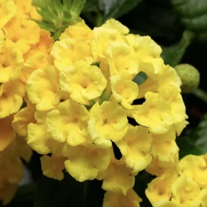 Lantana Chapel Hill Yellow Live Plant Starter 4-6 Inches Tall Outdoor - Image 3