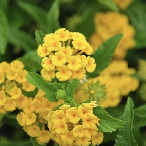 Lantana Chapel Hill Yellow Live Plant Starter 4-6 Inches Tall Outdoor - Image 4