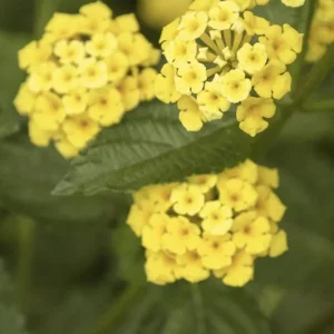Lantana Chapel Hill Yellow Live Plant Starter 4-6 Inches Tall Outdoor - Image 5