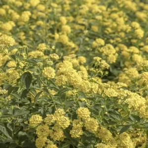 Lantana Chapel Hill Yellow Live Plant Starter 4-6 Inches Tall Outdoor - Image 6