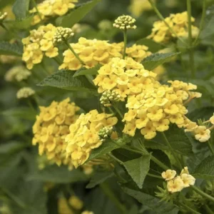 Lantana Chapel Hill Yellow Live Plant Starter 4-6 Inches Tall Outdoor - Image 1