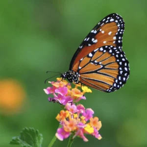 Lantana Confetti Live Starter Plants 4-6 Inches Tall - Attracts Butterflies, Easy Care Outdoor Plant - Image 2