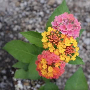 Lantana Confetti Live Starter Plants 4-6 Inches Tall - Attracts Butterflies, Easy Care Outdoor Plant - Image 3