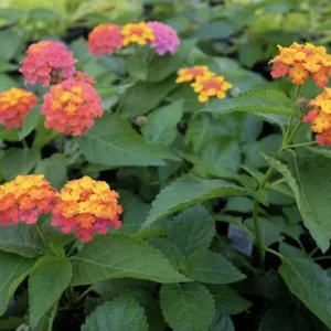 Lantana Confetti Live Starter Plants 4-6 Inches Tall - Attracts Butterflies, Easy Care Outdoor Plant - Image 4