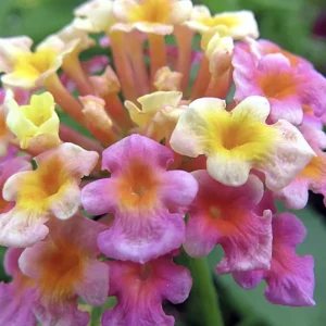 Lantana Confetti Live Starter Plants 4-6 Inches Tall - Attracts Butterflies, Easy Care Outdoor Plant - Image 5