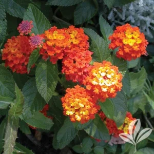 Lantana Confetti Live Starter Plants 4-6 Inches Tall - Attracts Butterflies, Easy Care Outdoor Plant - Image 1
