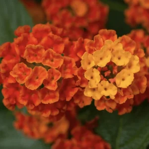 Lantana Dallas Red Live Starter Plants 4-6 Inches Tall – Butterfly Attracting Outdoor - Image 1