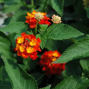 Lantana Dallas Red Live Starter Plants 4-6 Inches Tall – Butterfly Attracting Outdoor - Image 3